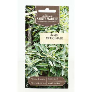 SAUGE Officinale AB- Semences reproductibles bio