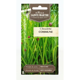 Ciboulette Commune - Semences reproductibles bio | FERME DE SAINTE MARTHE