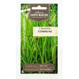 Ciboulette Commune - Semences reproductibles bio | FERME DE SAINTE MARTHE