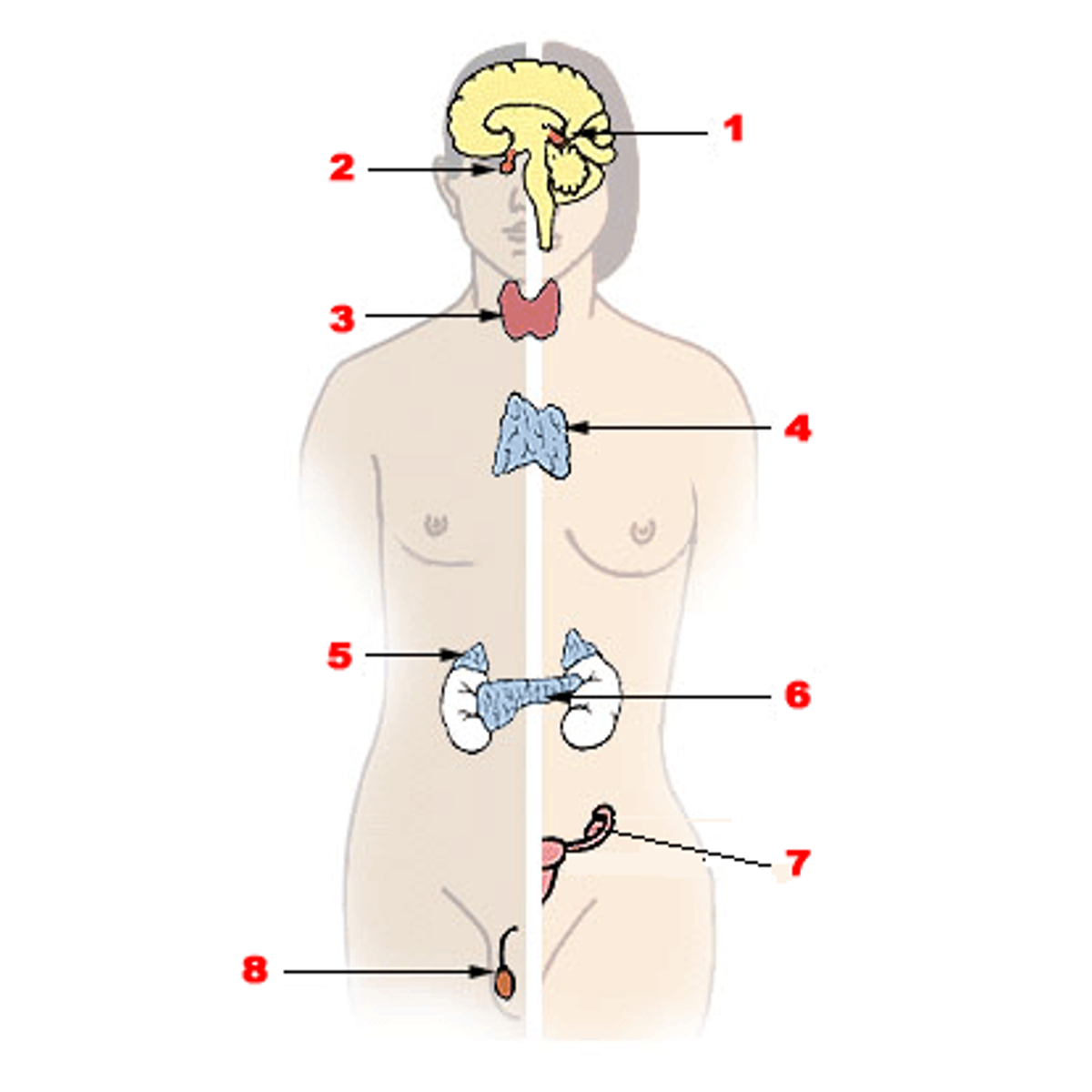 SchémaEndocrinien